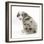 Merle Border Collie Puppy, 6 Weeks, Looking over His Shoulder-Mark Taylor-Framed Photographic Print