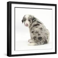 Merle Border Collie Puppy, 6 Weeks, Looking over His Shoulder-Mark Taylor-Framed Photographic Print