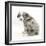 Merle Border Collie Puppy, 6 Weeks, Looking over His Shoulder-Mark Taylor-Framed Photographic Print