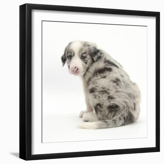 Merle Border Collie Puppy, 6 Weeks, Looking over His Shoulder-Mark Taylor-Framed Photographic Print