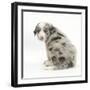 Merle Border Collie Puppy, 6 Weeks, Looking over His Shoulder-Mark Taylor-Framed Photographic Print