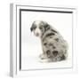 Merle Border Collie Puppy, 6 Weeks, Looking over His Shoulder-Mark Taylor-Framed Photographic Print