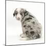 Merle Border Collie Puppy, 6 Weeks, Looking over His Shoulder-Mark Taylor-Mounted Photographic Print