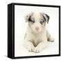 Merle Border Collie Puppy, 6 Weeks, Lying with Head Up-Mark Taylor-Framed Stretched Canvas