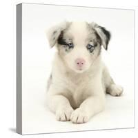 Merle Border Collie Puppy, 6 Weeks, Lying with Head Up-Mark Taylor-Stretched Canvas