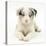 Merle Border Collie Puppy, 6 Weeks, Lying with Head Up-Mark Taylor-Stretched Canvas