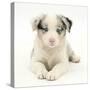 Merle Border Collie Puppy, 6 Weeks, Lying with Head Up-Mark Taylor-Stretched Canvas