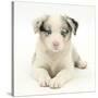 Merle Border Collie Puppy, 6 Weeks, Lying with Head Up-Mark Taylor-Stretched Canvas