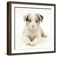 Merle Border Collie Puppy, 6 Weeks, Lying with Head Up-Mark Taylor-Framed Photographic Print