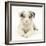 Merle Border Collie Puppy, 6 Weeks, Lying with Head Up-Mark Taylor-Framed Photographic Print