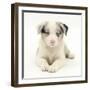 Merle Border Collie Puppy, 6 Weeks, Lying with Head Up-Mark Taylor-Framed Photographic Print