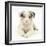 Merle Border Collie Puppy, 6 Weeks, Lying with Head Up-Mark Taylor-Framed Photographic Print