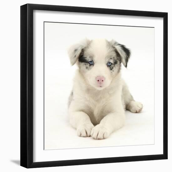 Merle Border Collie Puppy, 6 Weeks, Lying with Head Up-Mark Taylor-Framed Photographic Print