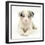 Merle Border Collie Puppy, 6 Weeks, Lying with Head Up-Mark Taylor-Framed Photographic Print