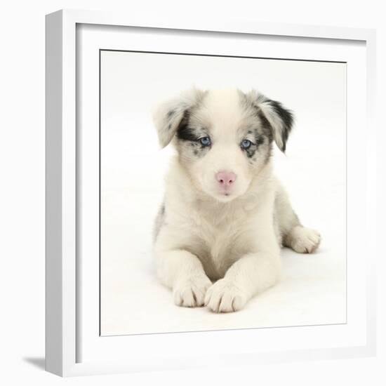 Merle Border Collie Puppy, 6 Weeks, Lying with Head Up-Mark Taylor-Framed Photographic Print