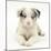 Merle Border Collie Puppy, 6 Weeks, Lying with Head Up-Mark Taylor-Mounted Photographic Print