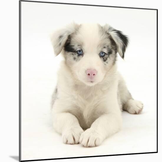 Merle Border Collie Puppy, 6 Weeks, Lying with Head Up-Mark Taylor-Mounted Photographic Print