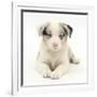 Merle Border Collie Puppy, 6 Weeks, Lying with Head Up-Mark Taylor-Framed Photographic Print