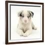 Merle Border Collie Puppy, 6 Weeks, Lying with Head Up-Mark Taylor-Framed Photographic Print