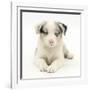 Merle Border Collie Puppy, 6 Weeks, Lying with Head Up-Mark Taylor-Framed Photographic Print