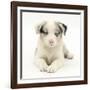 Merle Border Collie Puppy, 6 Weeks, Lying with Head Up-Mark Taylor-Framed Photographic Print