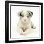 Merle Border Collie Puppy, 6 Weeks, Lying with Head Up-Mark Taylor-Framed Photographic Print