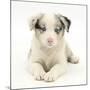 Merle Border Collie Puppy, 6 Weeks, Lying with Head Up-Mark Taylor-Mounted Photographic Print