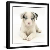 Merle Border Collie Puppy, 6 Weeks, Lying with Head Up-Mark Taylor-Framed Photographic Print