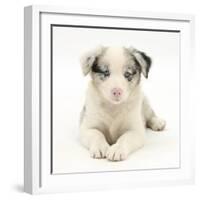 Merle Border Collie Puppy, 6 Weeks, Lying with Head Up-Mark Taylor-Framed Photographic Print