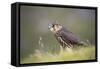 Merlin (Falco columbarius), captive, Cumbria, England-Ann and Steve Toon-Framed Stretched Canvas