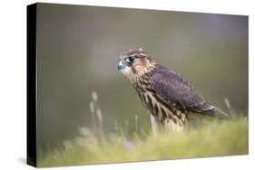 Merlin (Falco columbarius), captive, Cumbria, England-Ann and Steve Toon-Stretched Canvas