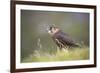 Merlin (Falco columbarius), captive, Cumbria, England-Ann and Steve Toon-Framed Photographic Print