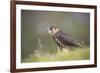 Merlin (Falco columbarius), captive, Cumbria, England-Ann and Steve Toon-Framed Photographic Print