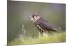 Merlin (Falco columbarius), captive, Cumbria, England-Ann and Steve Toon-Mounted Photographic Print