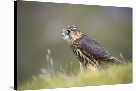 Merlin (Falco columbarius), captive, Cumbria, England-Ann and Steve Toon-Stretched Canvas