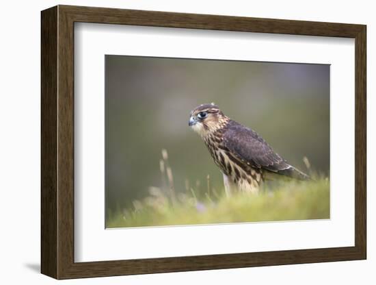 Merlin (Falco columbarius), captive, Cumbria, England-Ann and Steve Toon-Framed Photographic Print