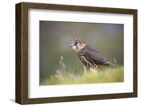 Merlin (Falco columbarius), captive, Cumbria, England-Ann and Steve Toon-Framed Photographic Print