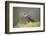 Merlin (Falco columbarius), captive, Cumbria, England-Ann and Steve Toon-Framed Photographic Print