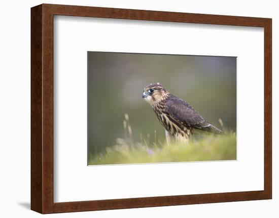 Merlin (Falco columbarius), captive, Cumbria, England-Ann and Steve Toon-Framed Photographic Print