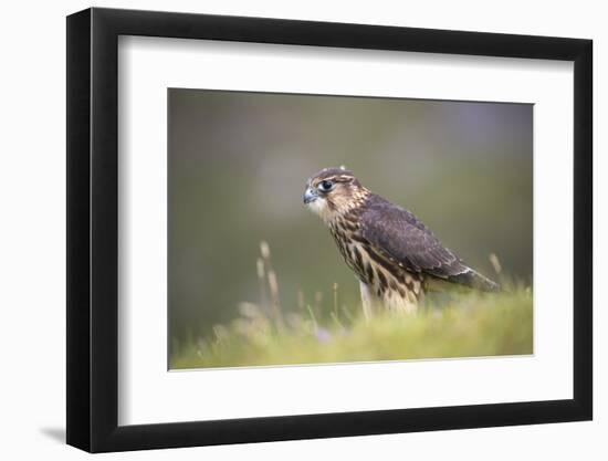 Merlin (Falco columbarius), captive, Cumbria, England-Ann and Steve Toon-Framed Photographic Print