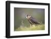 Merlin (Falco columbarius), captive, Cumbria, England-Ann and Steve Toon-Framed Photographic Print