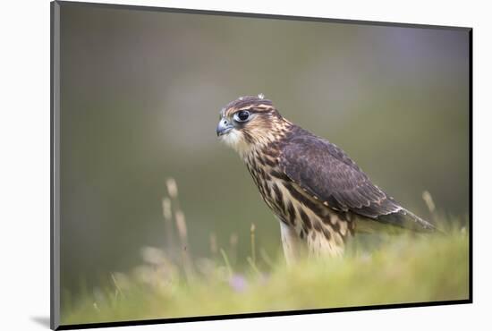 Merlin (Falco columbarius), captive, Cumbria, England-Ann and Steve Toon-Mounted Photographic Print