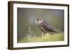 Merlin (Falco columbarius), captive, Cumbria, England-Ann and Steve Toon-Framed Photographic Print