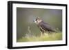 Merlin (Falco columbarius), captive, Cumbria, England-Ann and Steve Toon-Framed Photographic Print