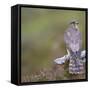 Merlin (Falco Columbarius) Female on Perch with Meadow Pipit Chick Prey, Sutherland, Scotland, UK-Rob Jordan-Framed Stretched Canvas