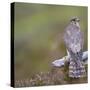 Merlin (Falco Columbarius) Female on Perch with Meadow Pipit Chick Prey, Sutherland, Scotland, UK-Rob Jordan-Stretched Canvas