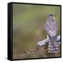 Merlin (Falco Columbarius) Female on Perch with Meadow Pipit Chick Prey, Sutherland, Scotland, UK-Rob Jordan-Framed Stretched Canvas
