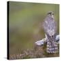 Merlin (Falco Columbarius) Female on Perch with Meadow Pipit Chick Prey, Sutherland, Scotland, UK-Rob Jordan-Stretched Canvas