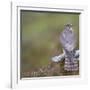 Merlin (Falco Columbarius) Female on Perch with Meadow Pipit Chick Prey, Sutherland, Scotland, UK-Rob Jordan-Framed Photographic Print