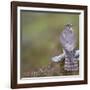 Merlin (Falco Columbarius) Female on Perch with Meadow Pipit Chick Prey, Sutherland, Scotland, UK-Rob Jordan-Framed Photographic Print